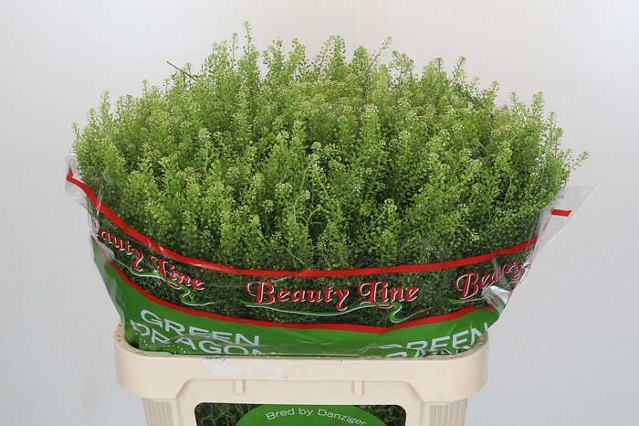 Lepidium Green Dragon