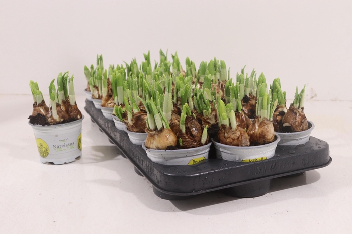 <h4>NARC O TETE A TETE</h4>