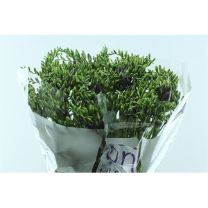 Fr En Delta River Blue