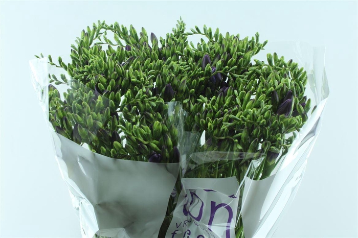 <h4>Fr En Delta River Blue</h4>