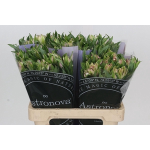 Alstroemeria Astronova Thabit