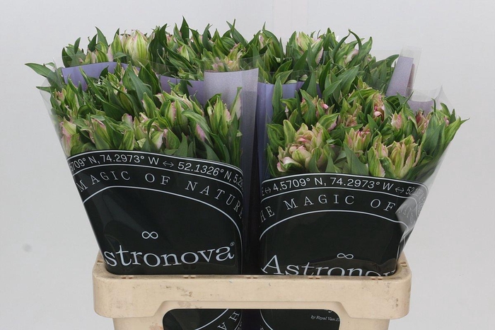 <h4>Alstroemeria Astronova Thabit</h4>