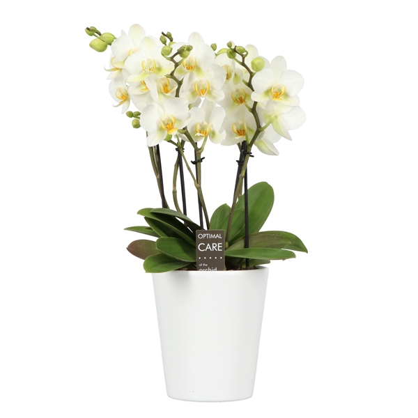 <h4>Flora P12 White 3-5 Spike in Zoë White</h4>