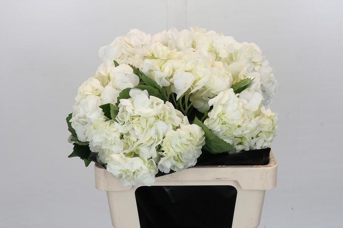 <h4>Hydrangea White Premium</h4>