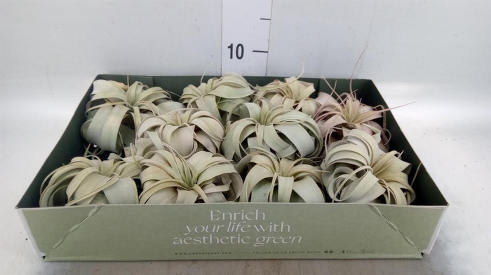 <h4>Tillandsia xerographica</h4>