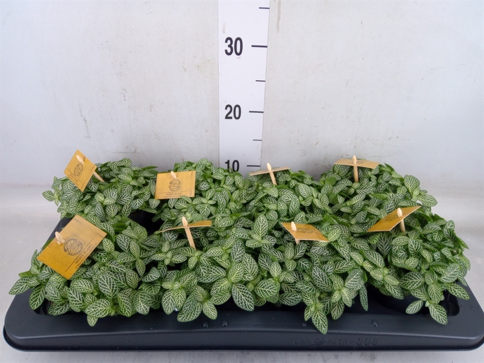 <h4>Fittonia verschaf.</h4>