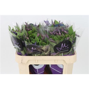 Clematis Blue Pirouette