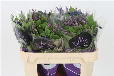 <h4>Clematis Blue Pirouette</h4>