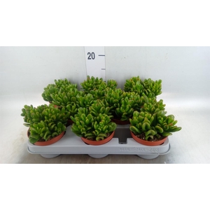 Crassula ovata 'Gandalf'