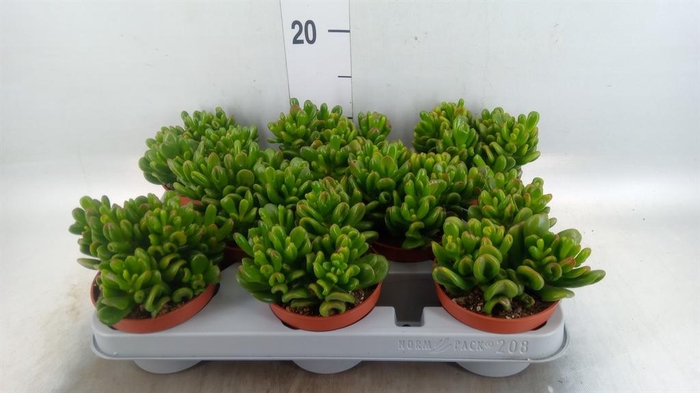 <h4>Crassula ovata 'Gandalf'</h4>