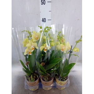 Phalaenopsis multi. 'Ant Livorno'