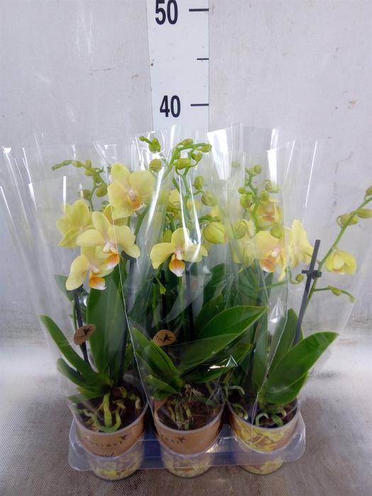 <h4>Phalaenopsis multi. 'Ant Livorno'</h4>