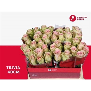 R Gr Trivia