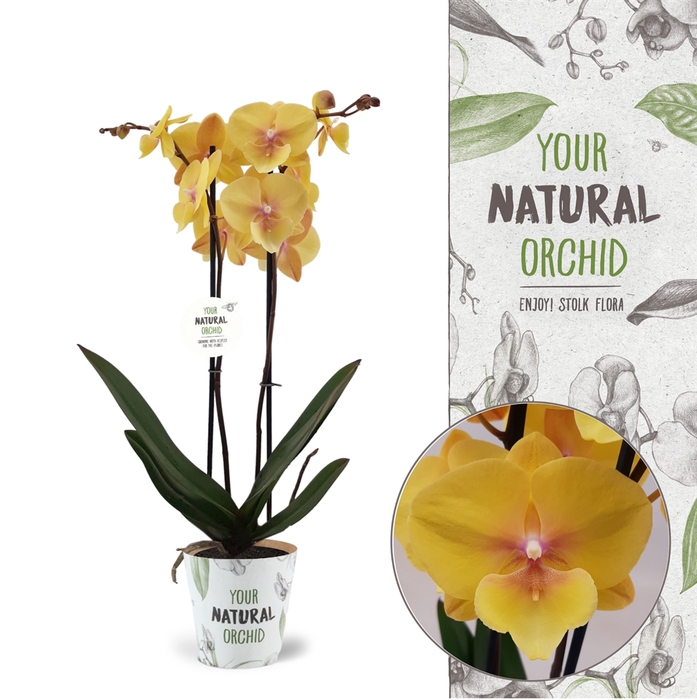 <h4>Phalaenopsis   ...yellow</h4>