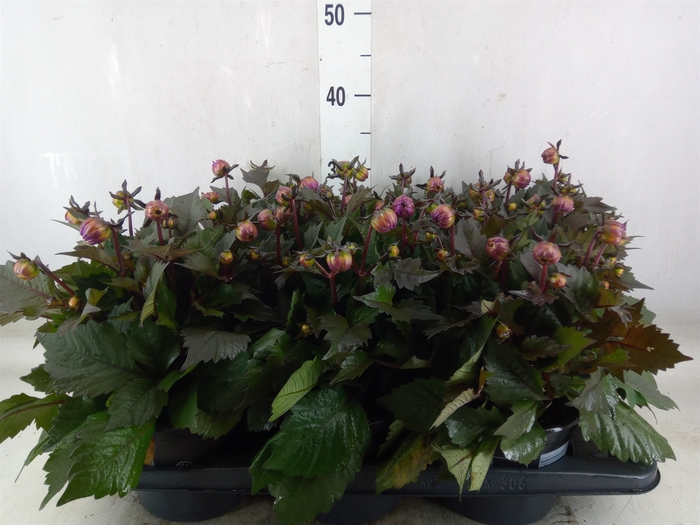 <h4>Dahlia  'Dahlinova Tempt Pink Bico'</h4>