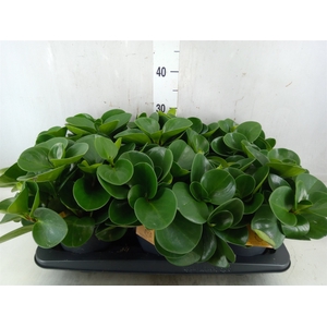 Peperomia obt. 'Green Gold'