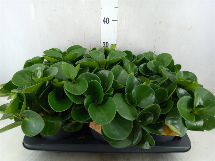 <h4>Peperomia obt. 'Green Gold'</h4>