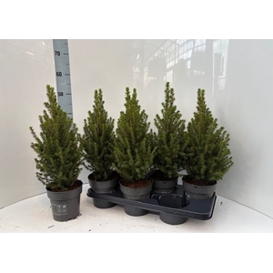 PICEA GL PERFECTA