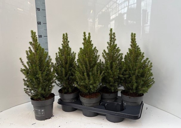 <h4>PICEA GL PERFECTA</h4>