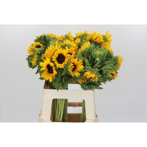 Helianthus Orange Fire