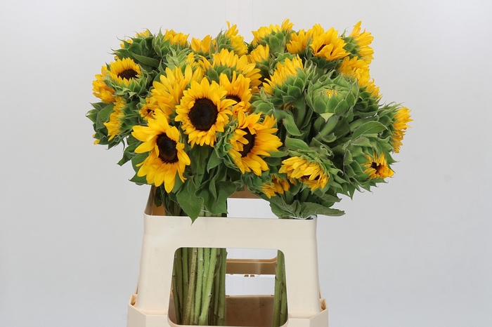 Helianthus Orange Fire