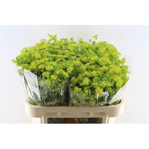 Bupleurum Rotundifol