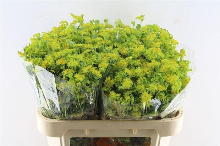 <h4>Bupleurum Rotundifol</h4>