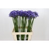 Agapanthus Uri