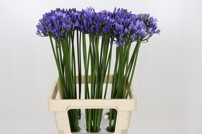 <h4>Agapanthus Uri</h4>