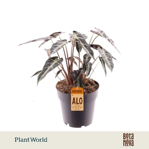 Alocasia Bambino Arrow 2 p.p.
