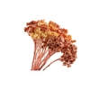 Immortelle Apricot