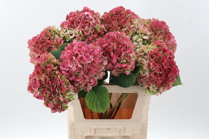 <h4>Hydr M My Vienna Cl</h4>