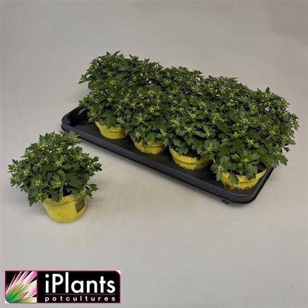 <h4>Ajan P Pacif Yellow P12.</h4>