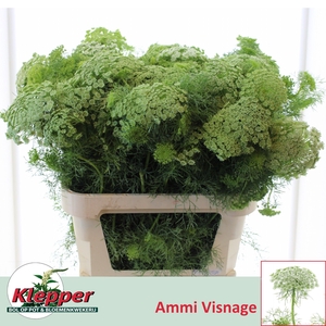 AMMI VIS CASABLANCA