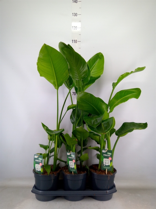 <h4>Strelitzia nicolai</h4>