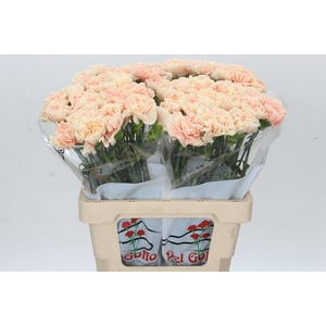 Dianthus St Apple Tea