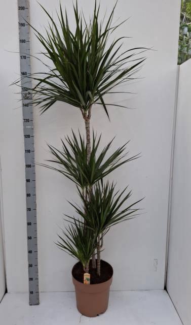 <h4>DRA MARGINATA</h4>