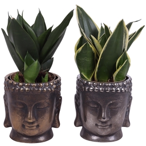 Sansevieria Compacta mix Ø09cm in Ceramic Buddha Gold/Silv Ø12cm