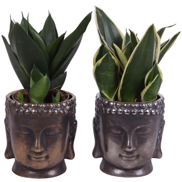 <h4>Sansevieria Compacta mix Ø09cm in Ceramic Buddha Gold/Silv Ø12cm</h4>