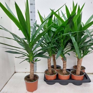 YUC ELEPHANTIPES