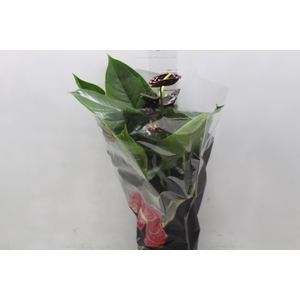 ANTHURIUM BLACK QUEEN P17 PREMIUM