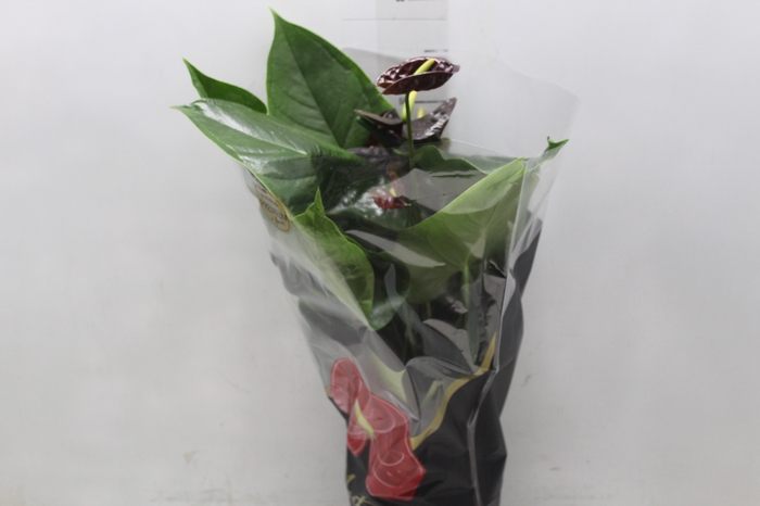 <h4>ANTHURIUM BLACK QUEEN P17 PREMIUM</h4>