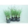 Miscanthus sinensis Gracillimus