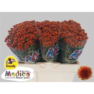Chr S Madiba Tyolo Orange