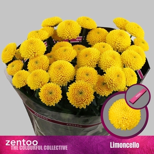 CHRYSANTHEMUM TR 'LIMONCELLO'