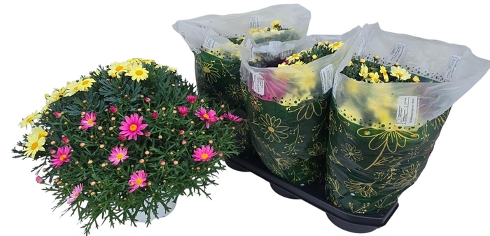 <h4>ARG GEM IN POT</h4>