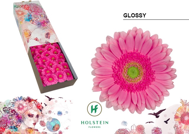 <h4>Gerbera Glossy Doos</h4>