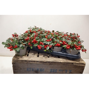 Gaulth Pr Ciao B Red