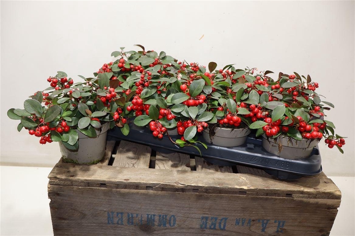 <h4>Gaulth Pr Ciao B Red</h4>