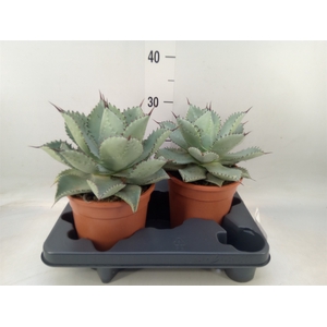 Agave   ...